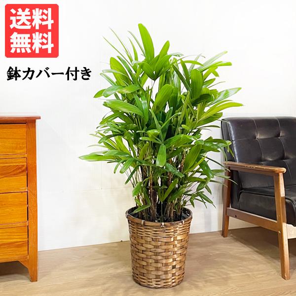 カンノンチク 観音竹 鉢カバー付 観葉植物 送料無料 中型サイズ : 観葉