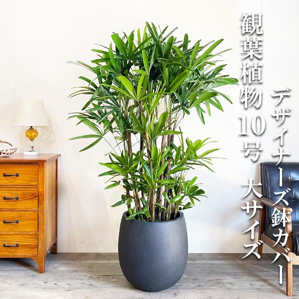 観音竹 カンノンチク 観葉植物 大型 バルーン型 鉢カバー付き ブラック