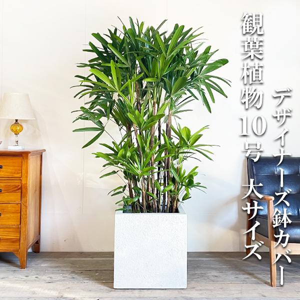 観音竹 カンノンチク 10号 観音竹 カンノンチク 10号 観葉植物 キューブ型 高級鉢カバー付