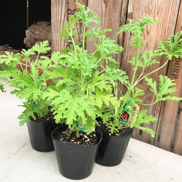 蚊逃草 虫よけ かにげそう 天然蚊よけ ４鉢セット ４株 ローズゼラニウム ゼラニウム Buyee Buyee 提供一站式最全面最专业现地yahoo Japan拍卖代bid代拍代购服务 Bot Online