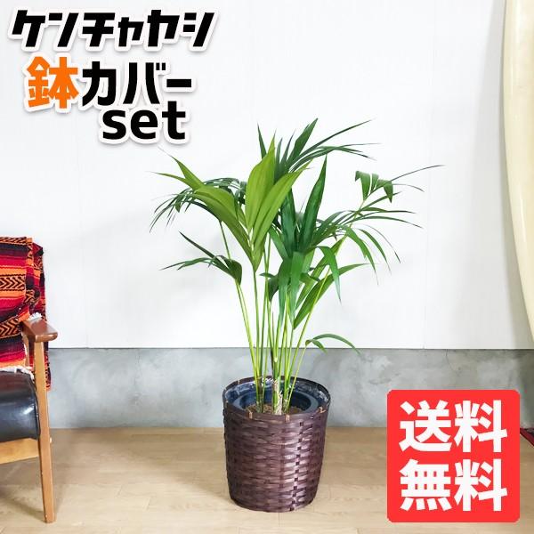ケンチャヤシ 鉢カバー付 観葉植物 送料無料 中型 大型 ヤシの木 やしの木 Www Thecharlienoble Com