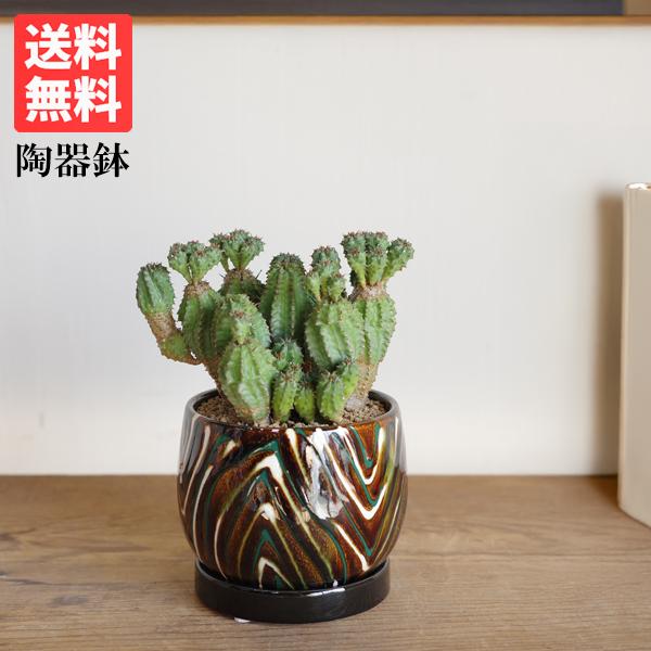 観葉植物 小さい コメツブキリン 陶器鉢植え 米粒麒麟 観葉植物 小さい コメツブキリン 陶器鉢植え 米粒麒麟