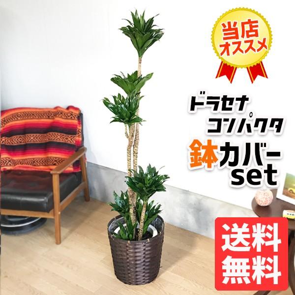 ドラセナ コンパクタ 鉢カバー付 観葉植物 送料無料 大型 おしゃれ 即日出荷 Buyee Buyee 日本の通販商品 オークションの代理入札 代理購入