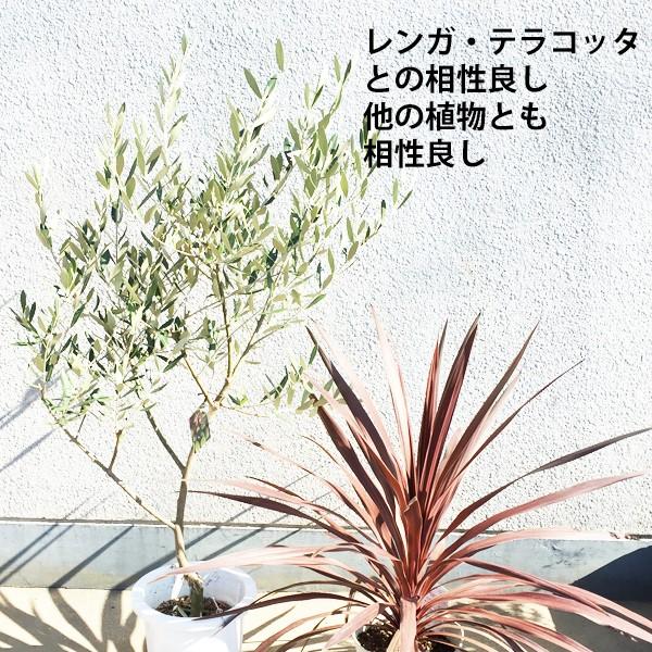 コルジリネ レッドスター ドラセナ 鉢植え 観葉植物 庭 ベランダ 目隠し 送料無料 Buyee 日本代购平台 产品购物网站大全 Buyee一站式代购 Bot Online