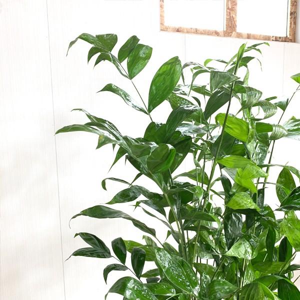 法人宛送料無料 高性チャメドレア ヤシの木 大サイズ 大鉢 １０号鉢 観葉植物 ヤシ コウセイチャメドレア 大型 寒さに強い Buyee Buyee Japanese Proxy Service Buy From Japan Bot Online