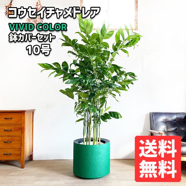 高性 チャメドレア 観葉植物 観葉植物の人気商品 通販 価格比較 価格 Com