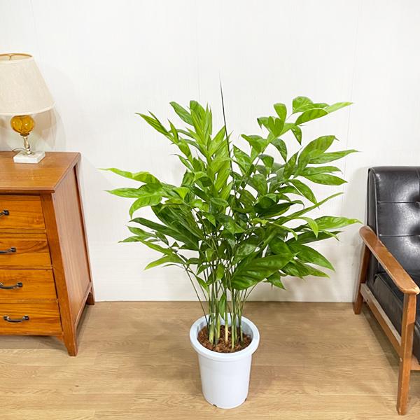 高性チャメドレア 8号 観葉植物 送料無料 丈夫で育てやすい ヤシの木 /【Buyee】 高性チャメドレア 8号 観葉植物 送料無料 丈夫で育てやすい ヤシの木 /【Buyee】