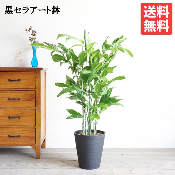 高性チャメドレア ヤシの木 観葉植物 ブラックセラアート鉢 送料無料 即日出荷 寒さに強い Kousei8serabk 観葉植物のパーフェクトグリーン 通販 Yahoo ショッピング