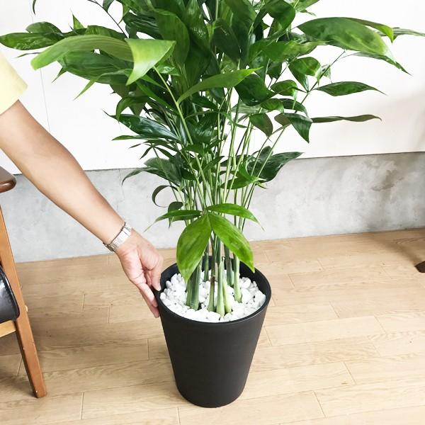 高性チャメドレア ヤシの木 観葉植物 ブラックセラアート鉢 送料無料 即日出荷 寒さに強い Buyee Buyee Japanese Proxy Service Buy From Japan Bot Online