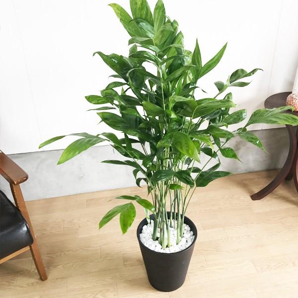 高性チャメドレア ヤシの木 観葉植物 ブラックセラアート鉢 送料無料 即日出荷 寒さに強い Buyee Servis Zakupok Tretim Licom Buyee Pokupajte Iz Yaponii