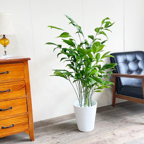 コンビニ受取対応商品 高性チャメドレア ヤシの木 観葉植物 ホワイトセラアート鉢 送料無料 寒さに強い 激安ブランド Zoetalentsolutions Com