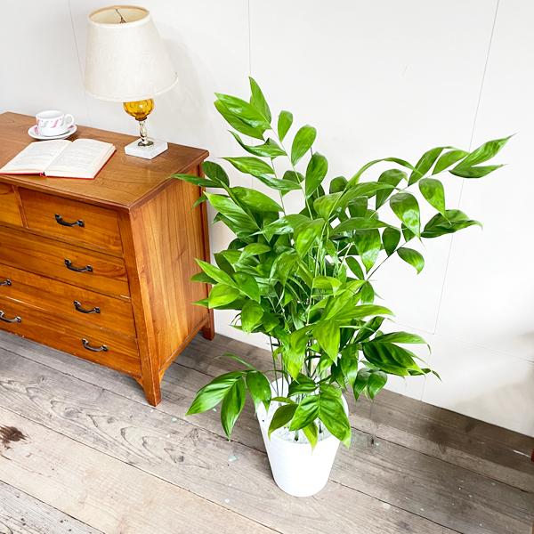 コンビニ受取対応商品 高性チャメドレア ヤシの木 観葉植物 ホワイトセラアート鉢 送料無料 寒さに強い 激安ブランド Zoetalentsolutions Com