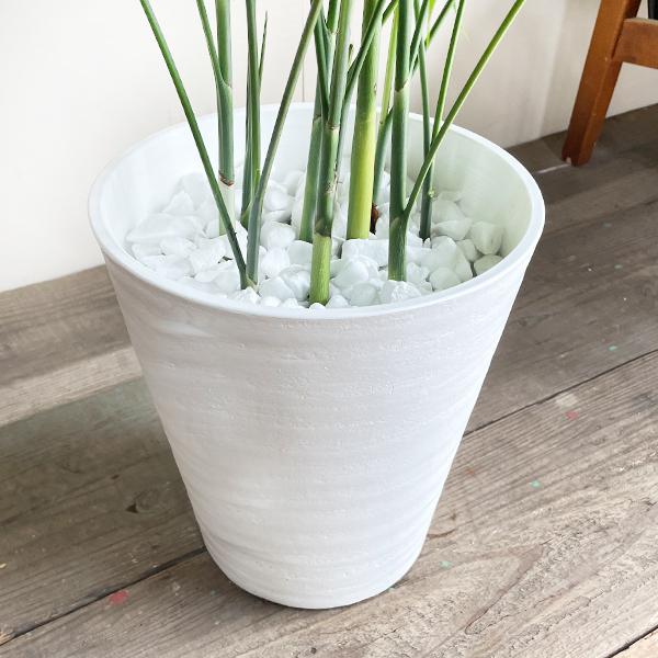 コンビニ受取対応商品 高性チャメドレア ヤシの木 観葉植物 ホワイトセラアート鉢 送料無料 寒さに強い 激安ブランド Zoetalentsolutions Com