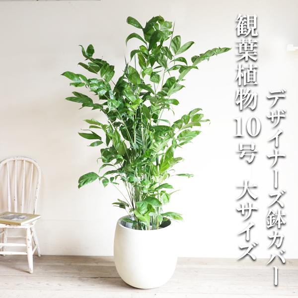 高性チャメドレア10号大型観葉植物の魅力と育て方