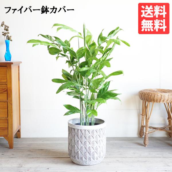 高性チャメドレア ファイバーセメント鉢カバー付 シルバーグレイ