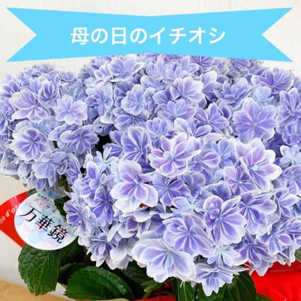 アジサイ 万華鏡 高品質 ラッピング付 青色 送料無料 島根県オリジナル品種 マンゲキョウ 母の日ギフト 紫陽花 鉢植え Buyee 日本代购平台 产品购物网站大全 Buyee一站式代购 Bot Online