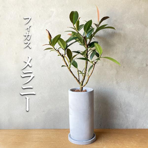 フィカスメラニー　葉は小さめ　枝多数　葉ピカピカ　朴仕立て　7号陶器鉢　屋外育成 フィカスメラニー 葉は小さめ 枝多数 葉ピカピカ 朴仕立て 7号
