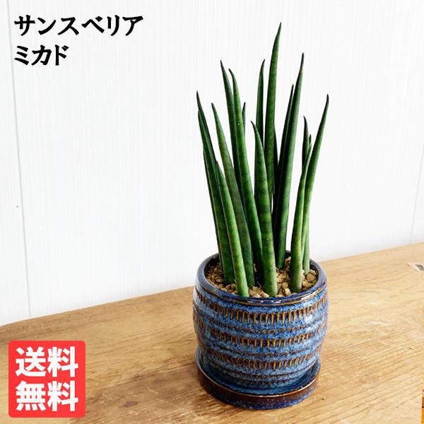 サンスベリア 育てやすい お手入れかんたん 藍色の陶器鉢植え Bonsaibowl ブルー 卓上サイズ 観葉植物 サンセベリア バキュラリス ミカド 青 送料無料 即日出荷 Mikadobonsaibl 観葉植物のパーフェクトグリーン 通販 Yahoo ショッピング