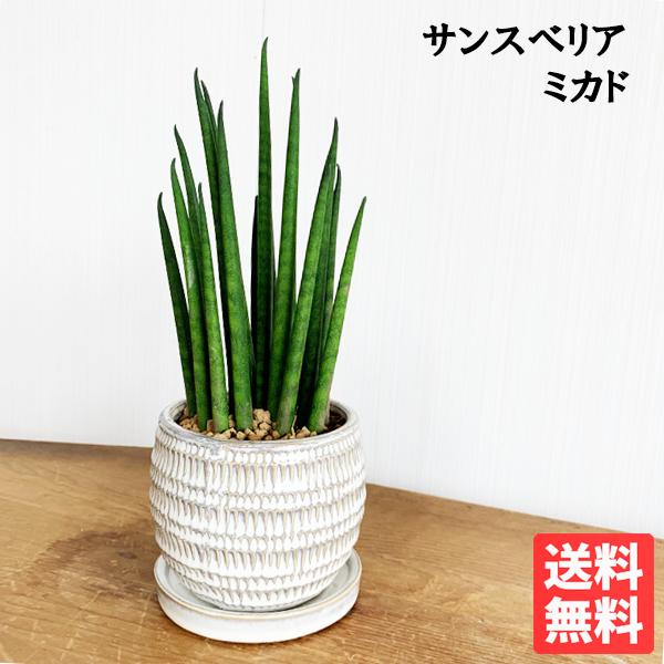 サンスベリア 育てやすい お手入れかんたん 陶器鉢植え Bonsaibowl アイボリー 卓上サイズ 観葉植物 サンセベリア バキュラリス ミカド 白 送料無料 即日出荷 Mikadobonsaiiv 観葉植物のパーフェクトグリーン 通販 Yahoo ショッピング