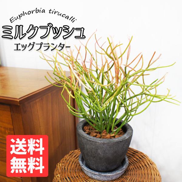 ミルクブッシュ 青珊瑚 Eggポット植え ファイバーセメント鉢 観葉植物 ユーフォルビア 中型 お祝い 送料無料 即日出荷 Milkbushegg 観葉植物のパーフェクトグリーン 通販 Yahoo ショッピング