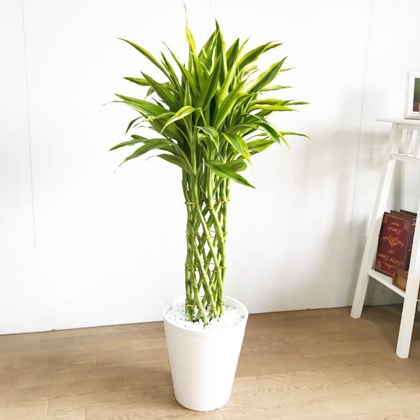 スーパーセール即出荷 幸運の木 ミリオンバンブー 送料無料 幸運の木 ホワイトセラアート鉢 観葉植物 観葉植物 Miri8serawh 観葉植物のパーフェクトグリーン 花 ガーデニング ドラセナ サンデリアーナ