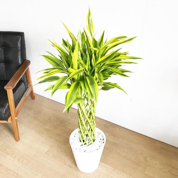 ミリオンバンブー 観葉植物 ホワイトセラアート鉢 幸運の木 ドラセナ サンデリアーナ 送料無料 Buyee Buyee Japanese Proxy Service Buy From Japan Bot Online
