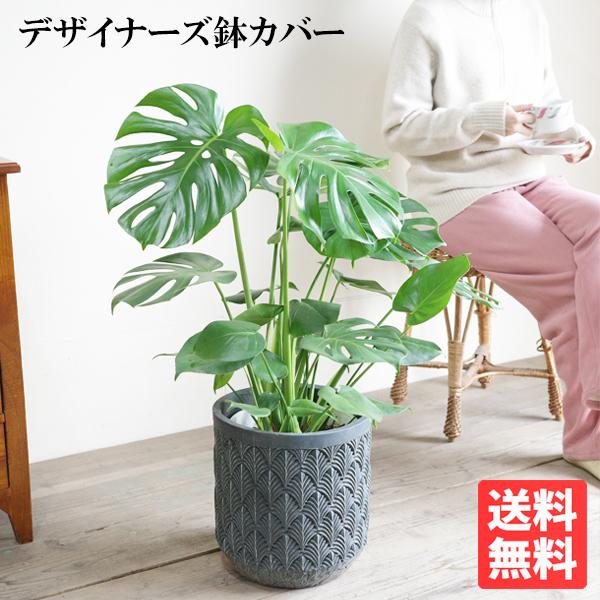 モンステラ 観葉植物 ファイバーセメント鉢カバー付 ブルーブラック