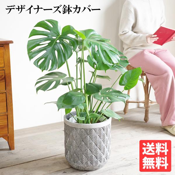 モンステラ 観葉植物 ファイバーセメント鉢カバー付 シルバーグレー