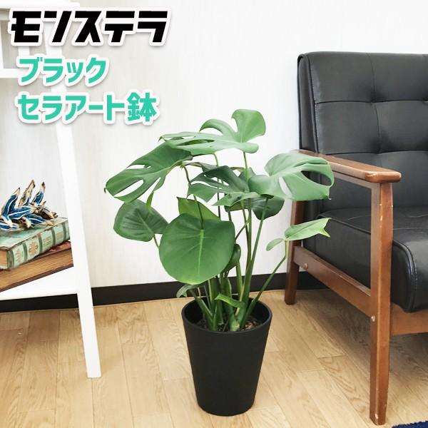 モンステラ ブラックセラアート鉢植え 送料無料 観葉植物 中型 インテリア おしゃれ Buyee 日本代购平台 产品购物网站大全 Buyee一站式代购 Bot Online