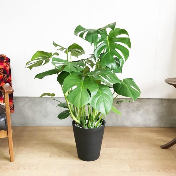 モンステラ 観葉植物 ブラックセラアート鉢 送料無料 大サイズ 大型 Buyee Buyee Japanese Proxy Service Buy From Japan Bot Online
