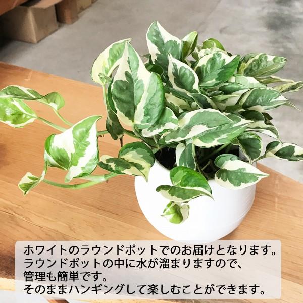 観葉植物 プラントハンキング セット ポトス エンジョイ 送料無料 育てやすい観葉植物 即日出荷 マクラメ Buyee 日本代购平台 产品购物网站大全 Buyee一站式代购 Bot Online