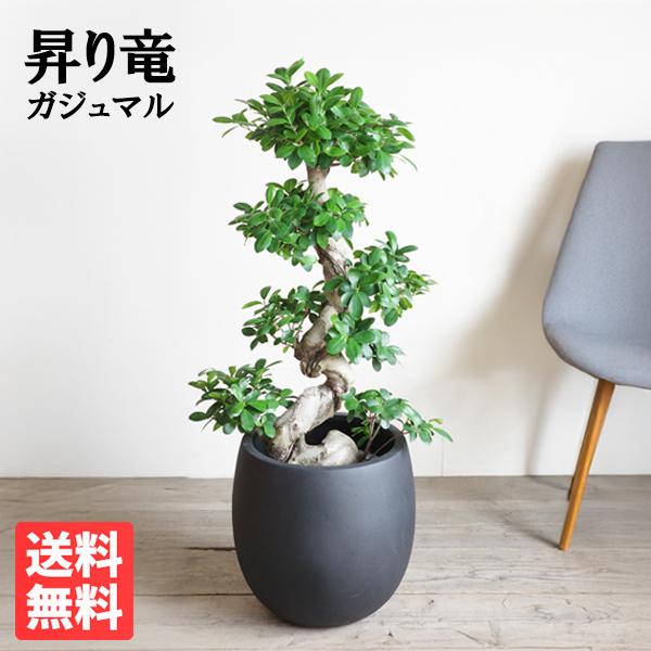 大型　植木鉢　盆栽鉢　素焼き 龍 大型 植木鉢 盆栽鉢 素焼き 龍 楽天市場】龍（植木鉢・プランター