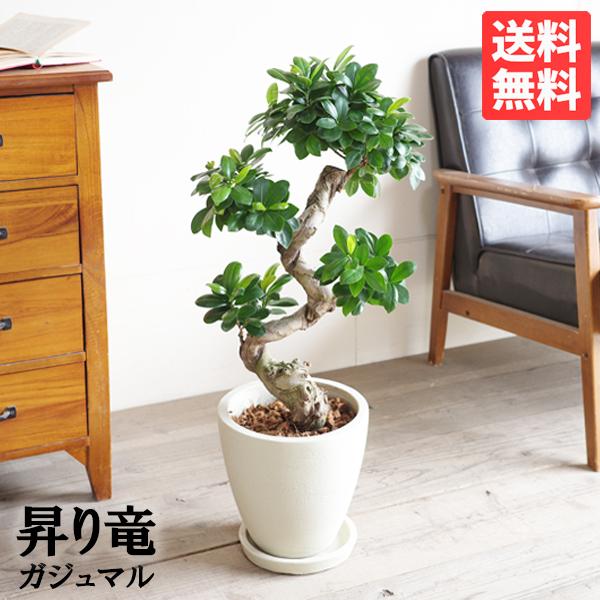 ガジュマル 昇り龍樹形 幸せを呼ぶ多幸の木 アイボリーテラコッタ
