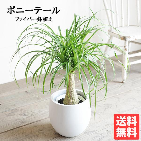 ポニーテール トックリラン ノリナ 観葉植物 金運上昇 徳利 中型 送料無料 即日出荷 Norina6 観葉植物のパーフェクトグリーン 通販 Yahoo ショッピング