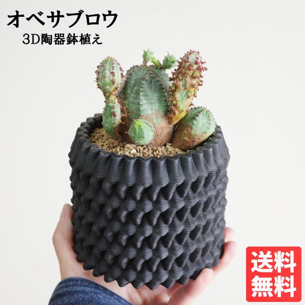 オベサブロウ 3D陶器鉢植え ユーフォルビア 観葉植物 小型 希少 オベサ