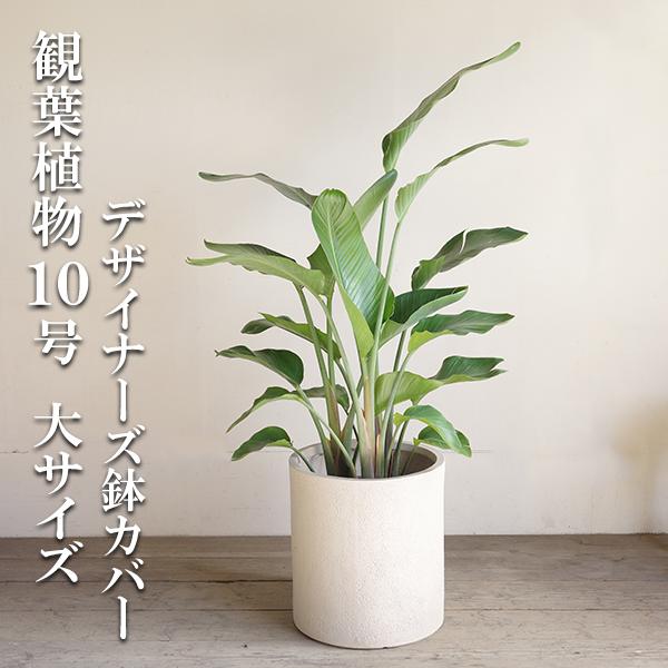 オーガスタ 観葉植物 10号 大型 シリンダー型鉢カバー付き ファイバー 