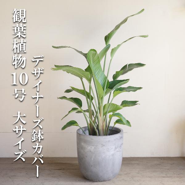 オーガスタ 観葉植物 10号 大型 鉢カバー付 ラウンド型 デザイナーズ
