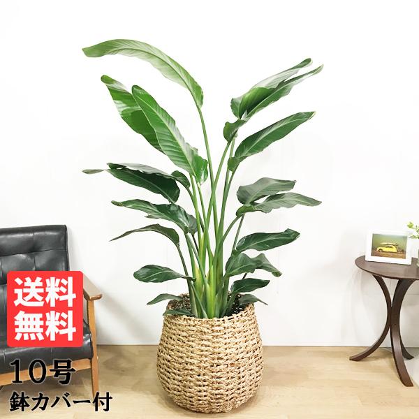 法人宛送料無料 オーガスタ 手編みバスケット付き 大サイズ 大鉢 １０号鉢 観葉植物 大型 寒さに強い Oga10vl 観葉植物のパーフェクトグリーン 通販 Yahoo ショッピング