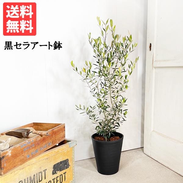 オリーブ ブラックセラアート鉢 送料無料 オリーブの木 観葉植物 中型