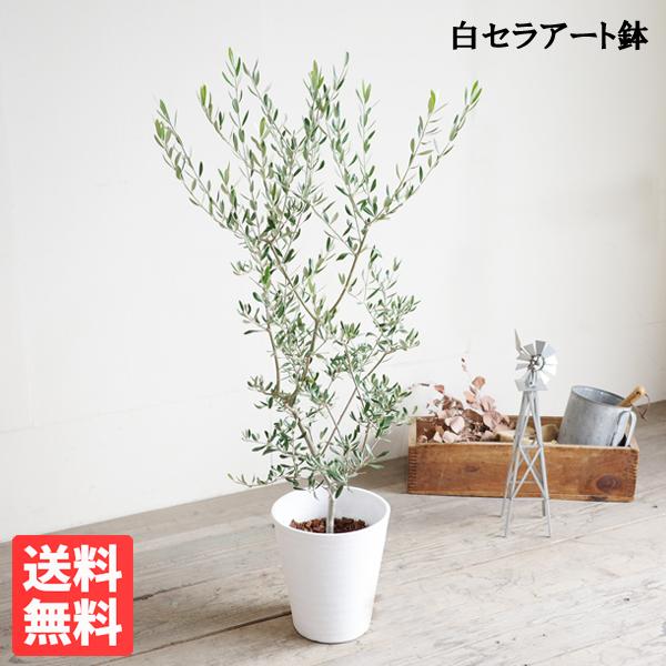 観葉植物 8号 オリーブの人気商品・通販・価格比較 - 価格.com 観葉植物 8号 オリーブの人気商品・通販・価格比較 - 価格.com