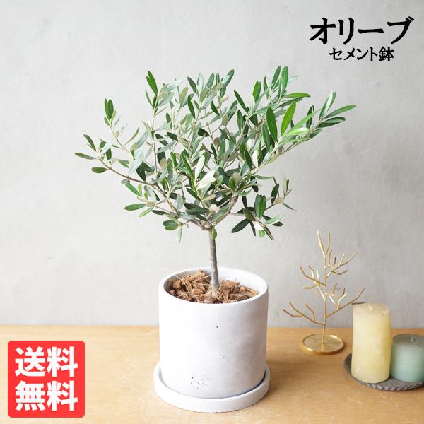 オリーブの木 アッシュグレー セメント鉢植え 丸型 送料無料 鉢植え 観葉植物 おしゃれ 中型 小型 ミニ オリーブ スクエア 即日出荷 Origrymaru 観葉植物のパーフェクトグリーン 通販 Yahoo ショッピング