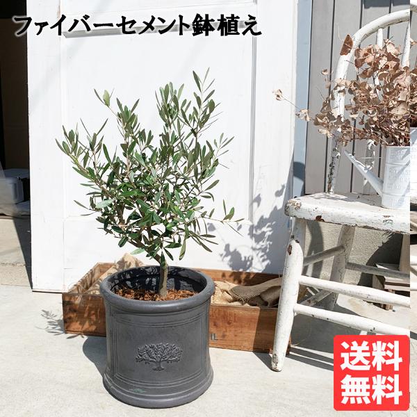 オリーブの木 ラウンドポット植え 観葉植物 本物 ブラック オリーブ ガーデニング 記念樹 中型 送料無料 即日出荷 Orimoribk 観葉植物のパーフェクトグリーン 通販 Yahoo ショッピング