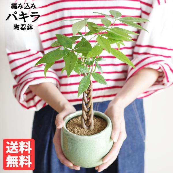 パキラ ミニ 編み グリーンアンティークテラコッタ鉢植え 卓上サイズ