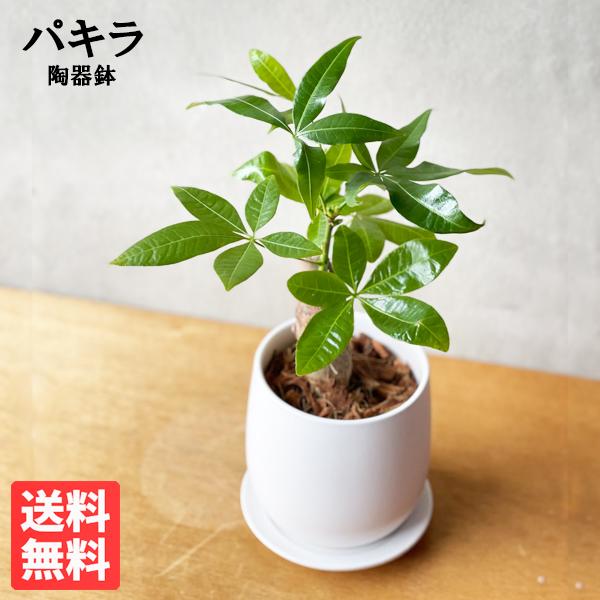 パキラ ミニ おしゃれ 白色陶器鉢植え 卓上サイズ 観葉植物 金のなる木