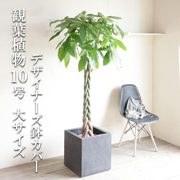 パキラ。大型。鉢付き パキラ 観葉植物 10号 大型 キューブ型 高級鉢カバー付 ブラック