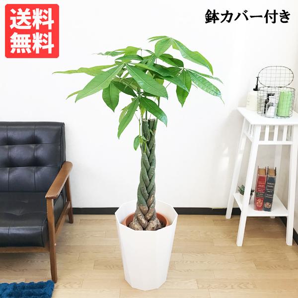 パキラ ８号 スタイリッシュな白色鉢カバー 観葉植物 送料無料 中型 大型サイズ Www Hypnose Medecin Fr