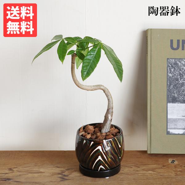 パキラ カーブS字樹形 茶色陶器鉢植え 卓上サイズ 観葉植物 金の
