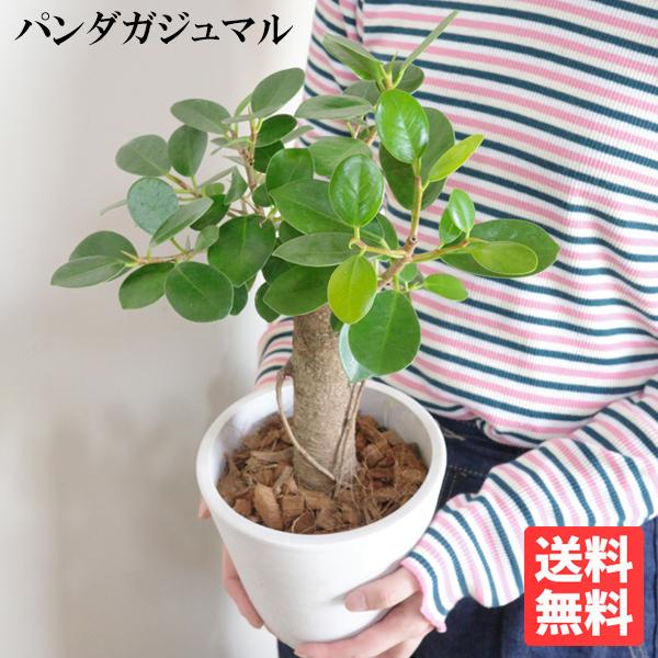 ガジュマル パンダガジュマル ゴムの木 送料無料 希少種 ミニ 観葉植物 ガジュマロ 即日出荷 Panda5 観葉植物のパーフェクトグリーン 通販 Yahoo ショッピング