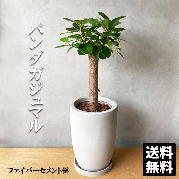 音*荼様 発根済み⬛︎ 白 パンダ ガジュマル ⬛︎ 希少 □白パンダガジュマル□発根済