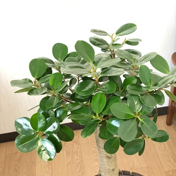 ガジュマル パンダガジュマル ゴムの木 希少種 スタイリッシュな黒色鉢カバー 観葉植物 送料無料 ガジュマロ Buyee Buyee 提供一站式最全面最專業現地yahoo Japan拍賣代bid代拍代購服務 Bot Online